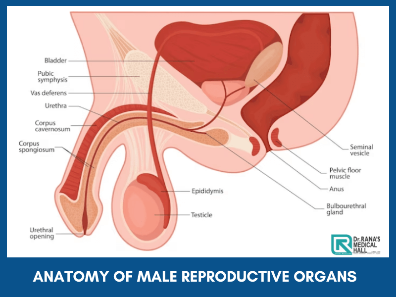 Anatomy of Male reproductive organs explained
